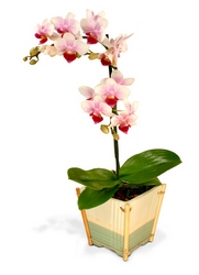 Dramatic Orchid Plants from Clifford's where roses are our specialty